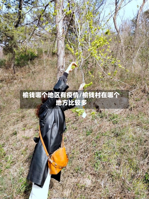 榆钱哪个地区有疫情/榆钱村在哪个地方比较多-第2张图片