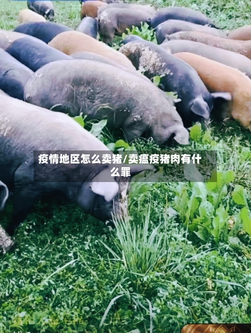 疫情地区怎么卖猪/卖瘟疫猪肉有什么罪